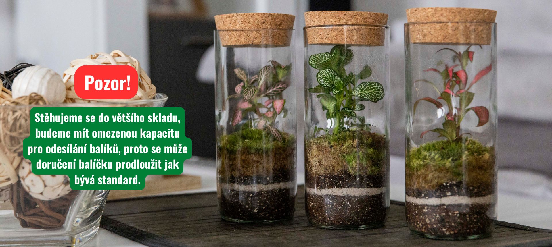 Originální dárek, který vydrží déle než růže – mechová terária s živými rostlinami. Elegantní dekorace i zelený dárek pro každou příležitost.