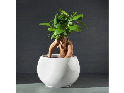 Ficus bonsai