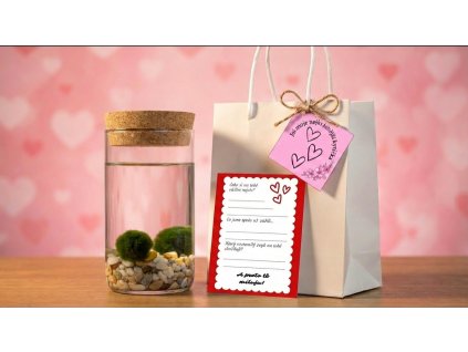 Replace the terrarium 202601261850 (3)