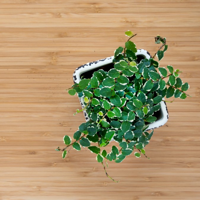 Levně Ficus pumila