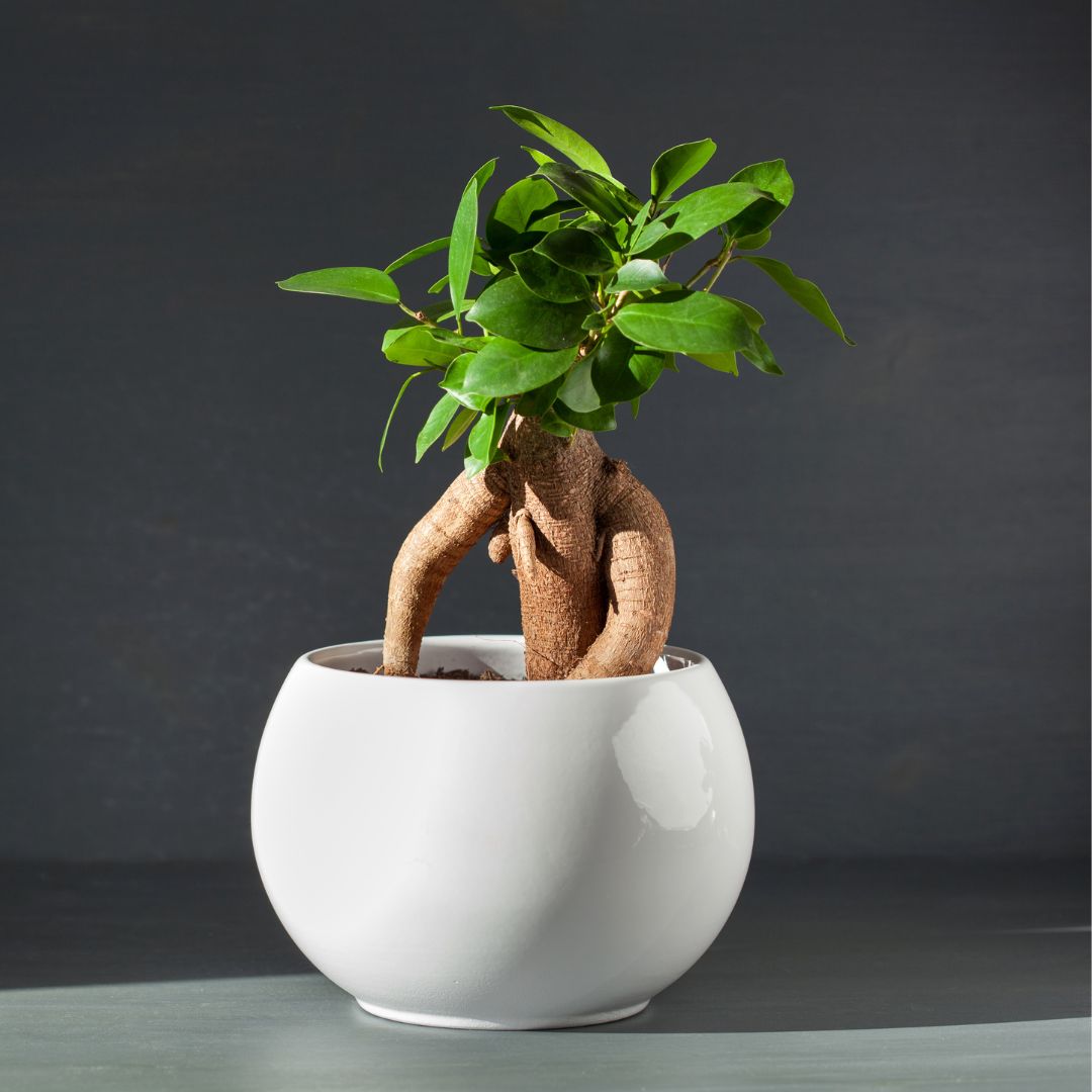 Levně Ficus Ginseng – mini bonsai