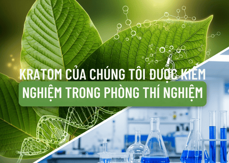 Kratom của chúng tôi được kiểm nghiệm trong phòng thí nghiệm