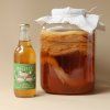 kombucha scoby