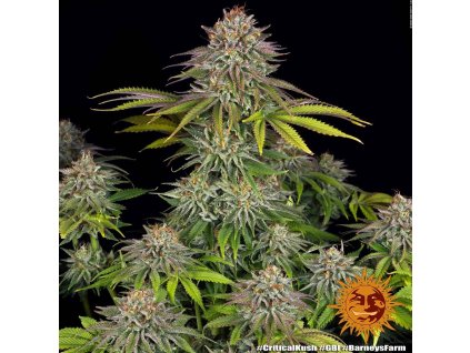critical kush 3 405384
