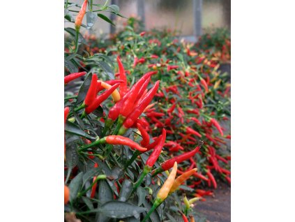 chilli – Sparkler