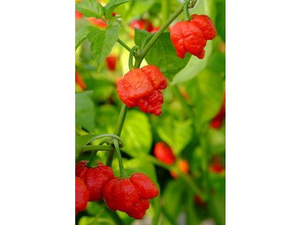 chilli – Trinidad Scorpion Moruga