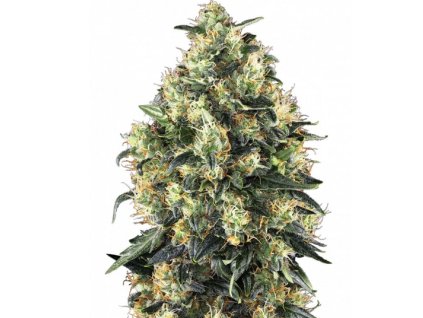 Sensi Seeds Super Skunk Autoflowering, feminizovaná semena konopí