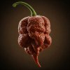 carolina reaper