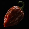 chilli – Habanero Chocolate