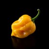chilli – Habanero Yellow