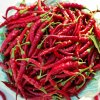 chilli – Ring of Fire.png