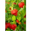 chilli – Trinidad Scorpion Moruga