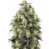 Sensi Seeds Super Skunk Autoflowering, feminizovaná semena konopí
