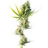 sensi seeds semena konopí eshop cz usa marihuana durban