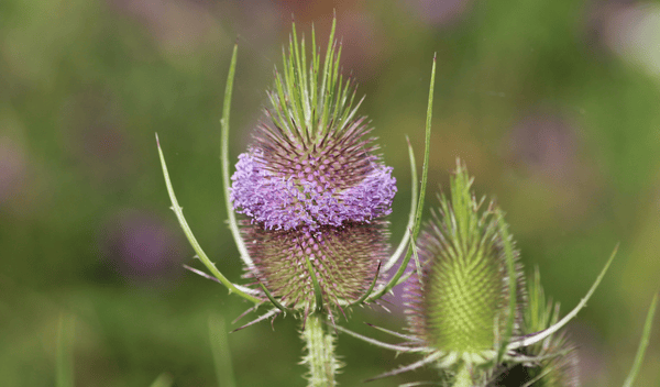 Štětka lesní (Dipsacus fullonum)