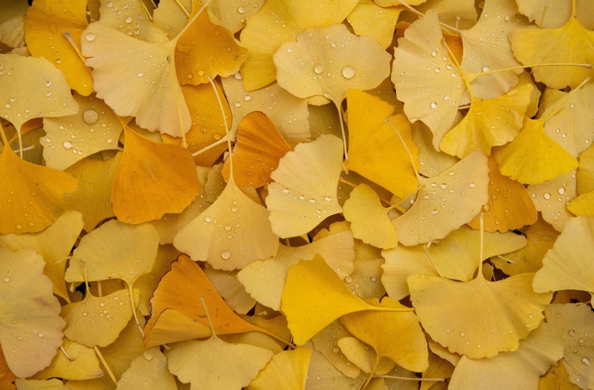 Jinan dvoulaločný (Ginkgo biloba L.)