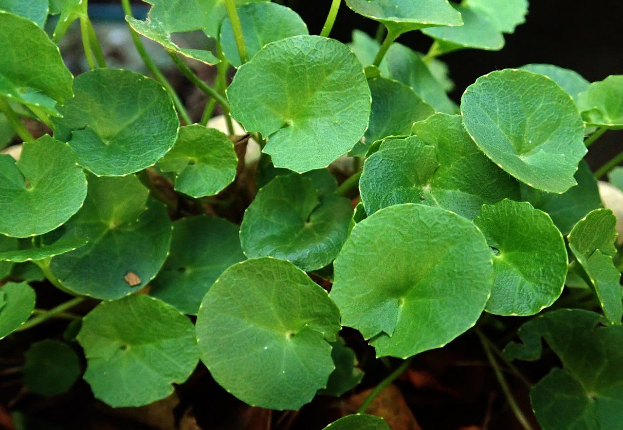 Gotu kola – Pupečník asijský (Centella asiatica)