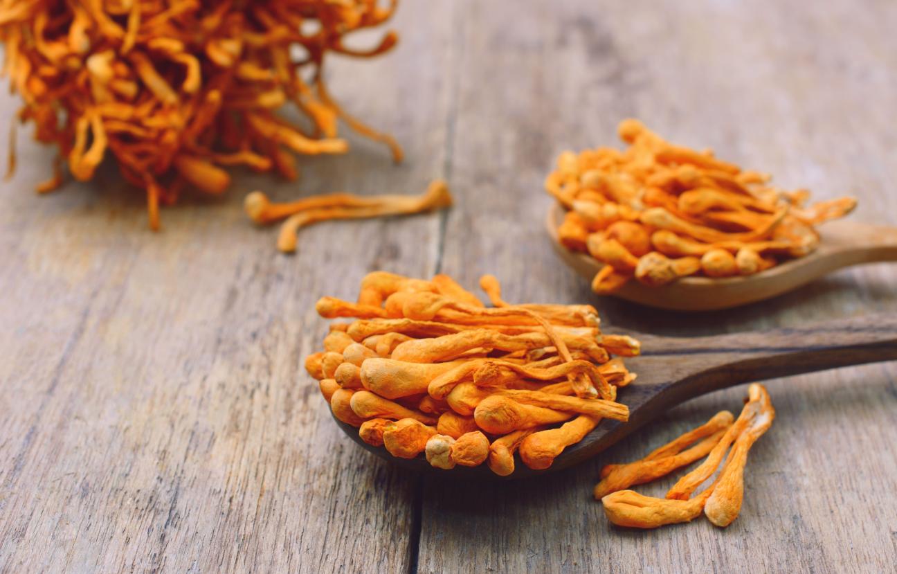 Cordyceps – Housenice čínská (Cordyceps sinensis)