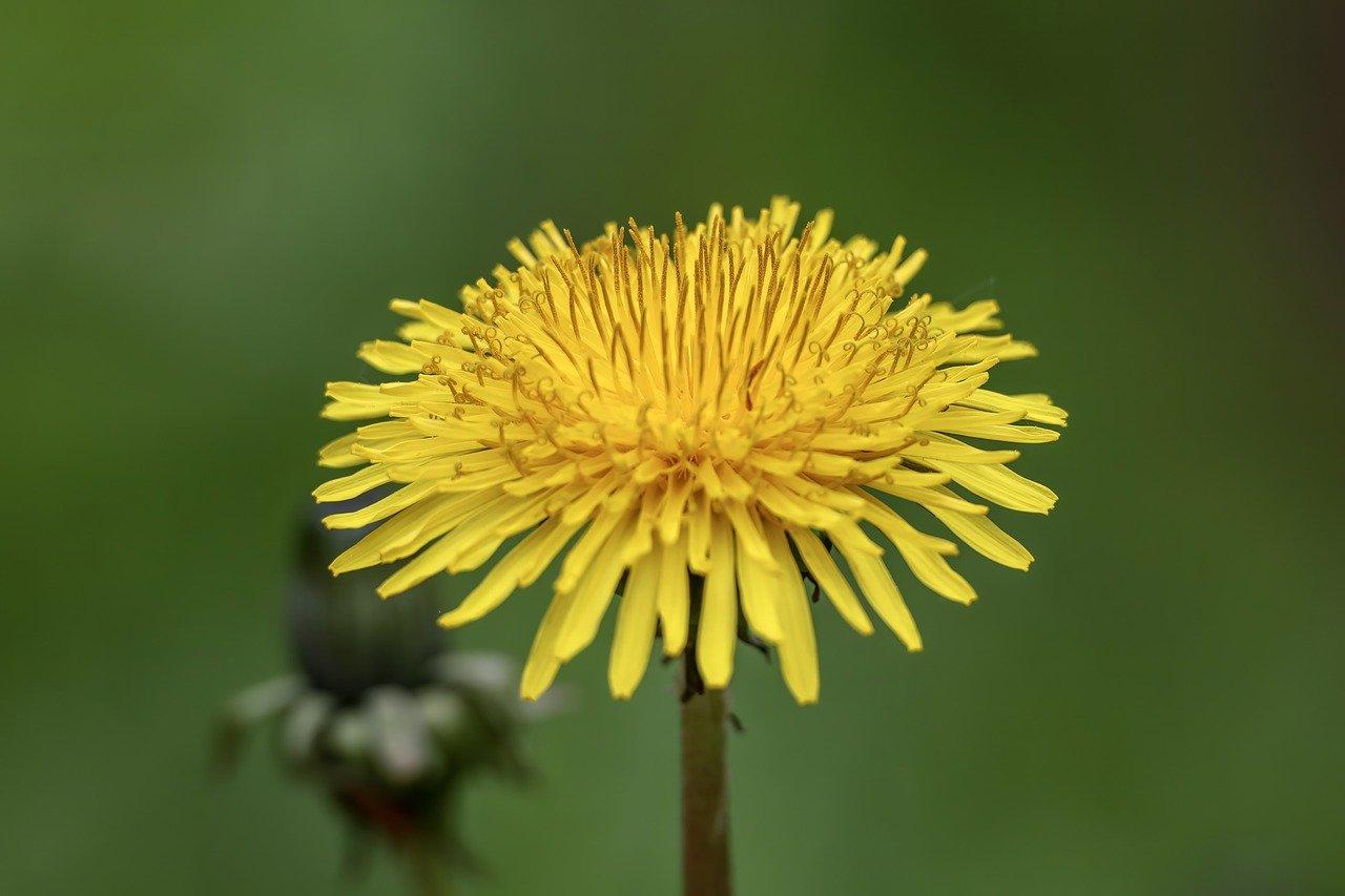 Pampeliška lékařská (Taraxacum officinale)