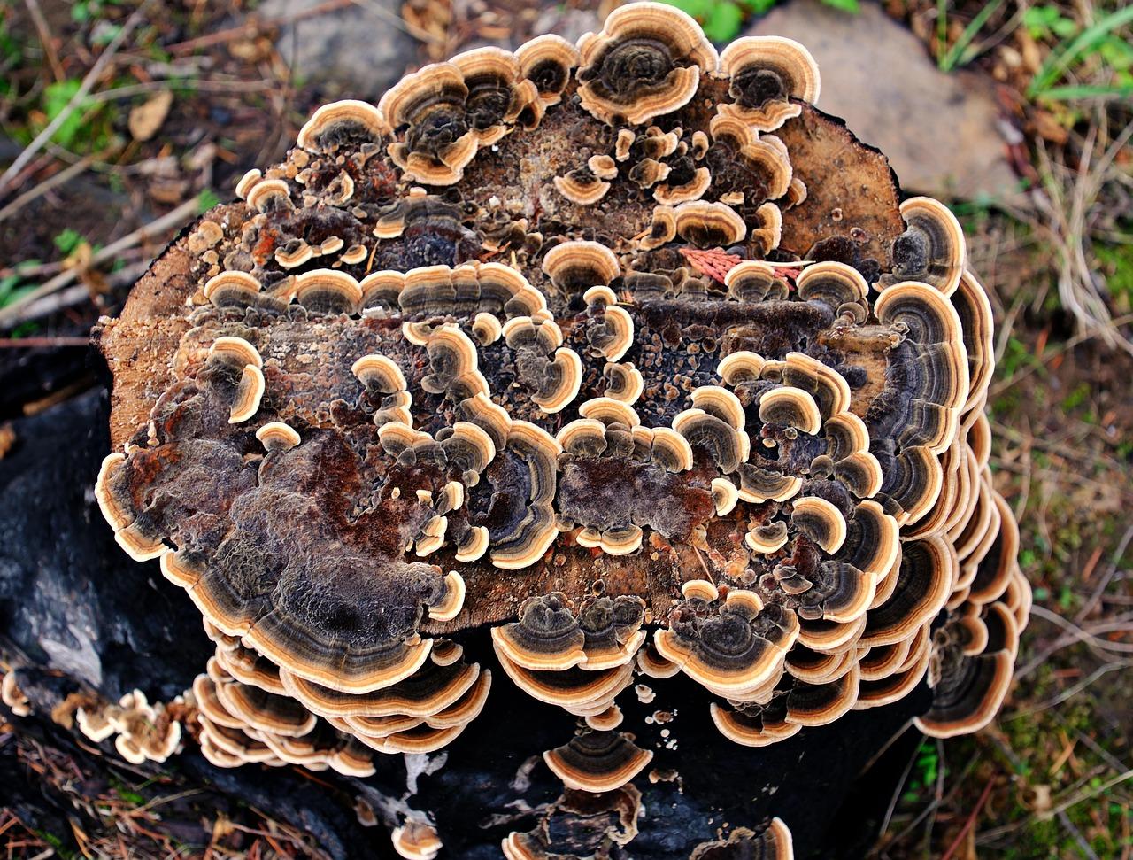 Outkovka pestrá – Coriolus versicolor