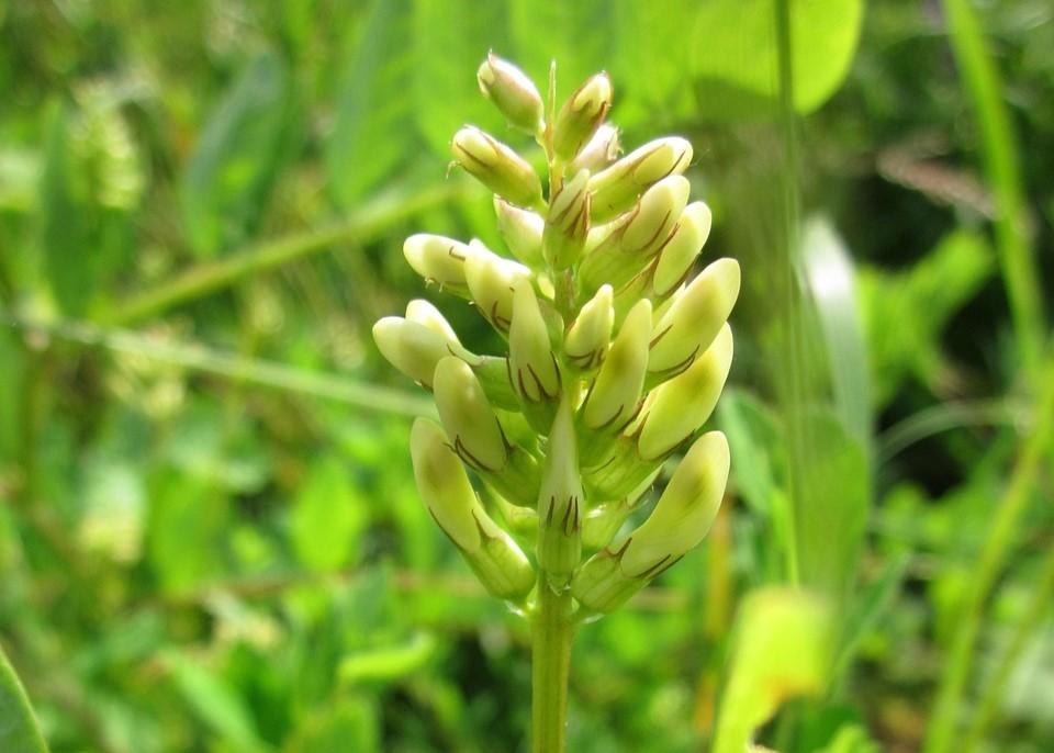 Astragalus - Kozinec blanitý