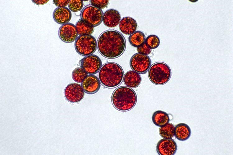 Astaxanthin: Poznejte jeden z nejsilnějších přírodních antioxidantů