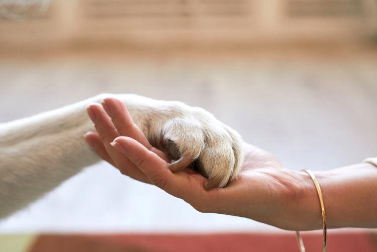 Zdravý životní styl u zvířecích mazlíčků? Plná miska nestačí