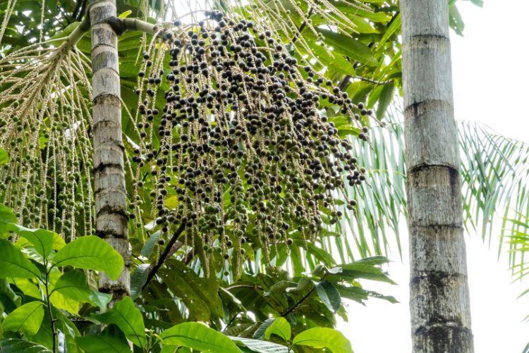 Acai – Euterpe oleracea