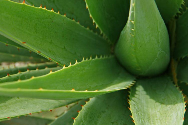 Aloe vera