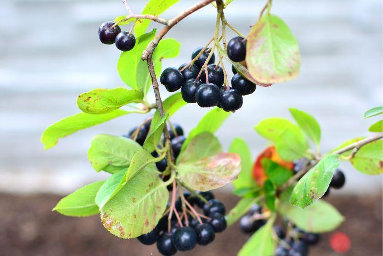 Arónie – Temnoplodec černoplodý, černý jeřáb