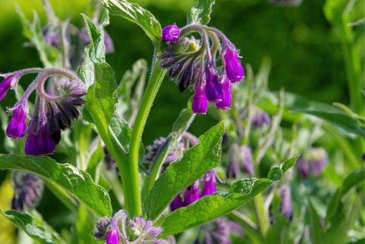 Kostival lékařský (Symphytum Officinale L.)