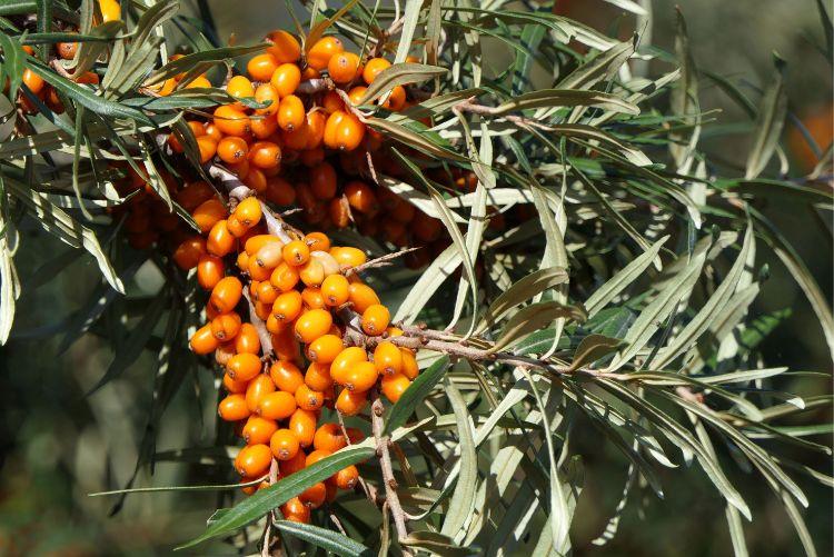 Rakytník řešetlákový (Hippophae rhamnoides L.)
