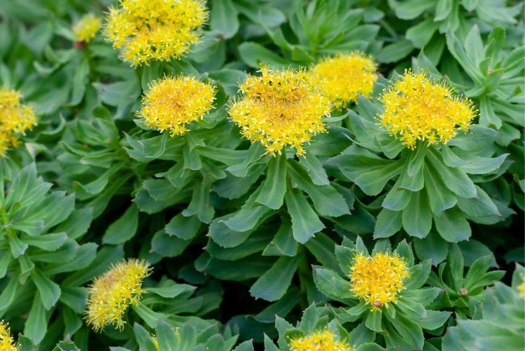 Rozchodnice růžová (Rhodiola rosea)