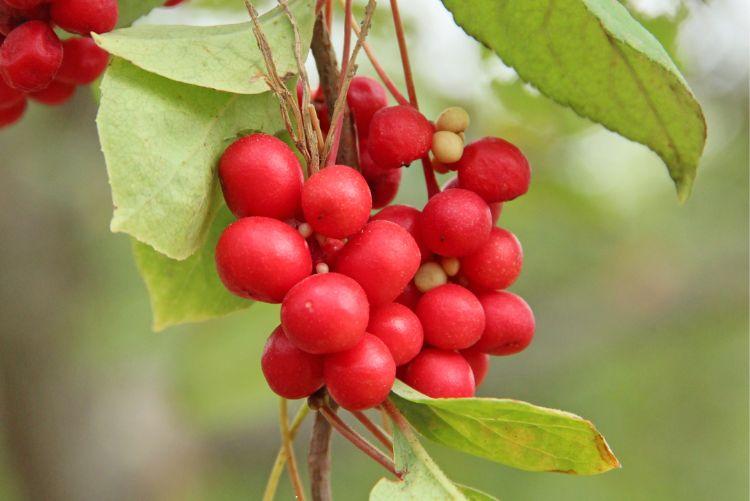 Schizandra – Klanopraška čínská (Schizandra chinensis Turcz.)