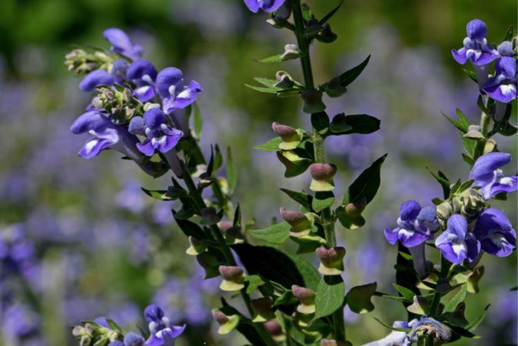 Šišák bajkalský (Scutellaria Baicalensis L.)