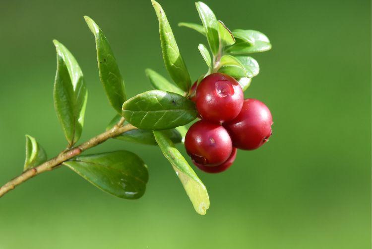 Brusinka – Vaccinium vitis-idaea L.