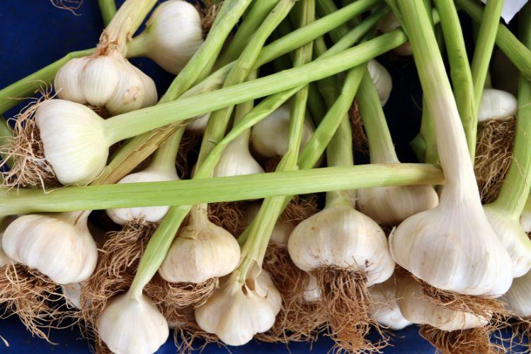 Česnek kuchyňský – Allium sativum L.