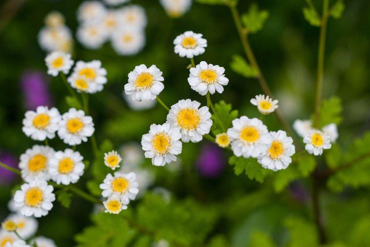 Kopretina řimbaba (Tanacetum parthenium)