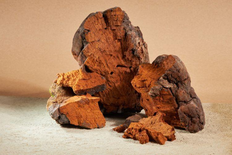 Chaga – Rezavec šikmý