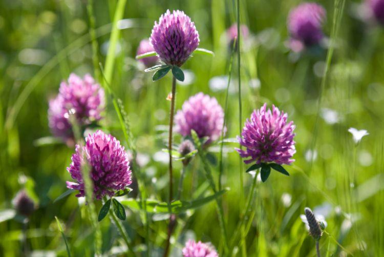 Červený jetel – Trifolium pratense L.