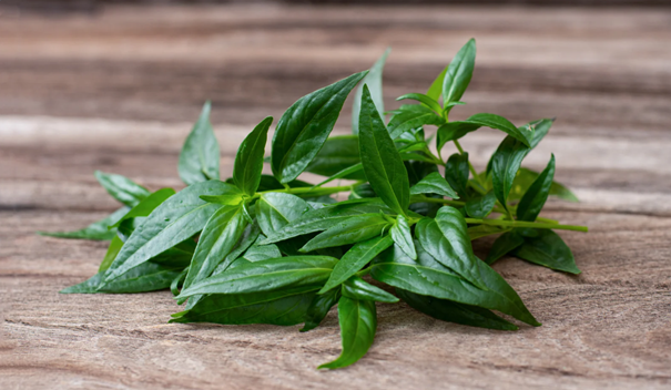 Právenka latnatá (Andrographis paniculata)