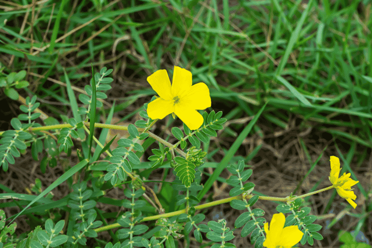 Kotvičník zemní (Tribulus terrestris L.)
