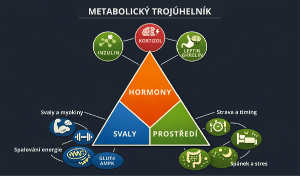 Metabolicky_trojuhlenik