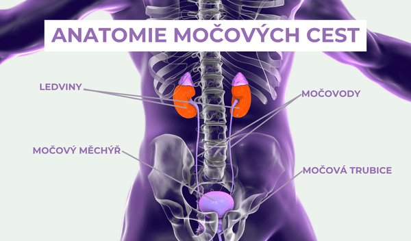 Anatomie močových cest