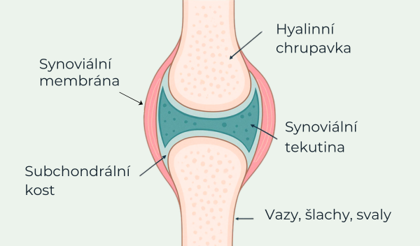 Klouby_vnitrni_nakres