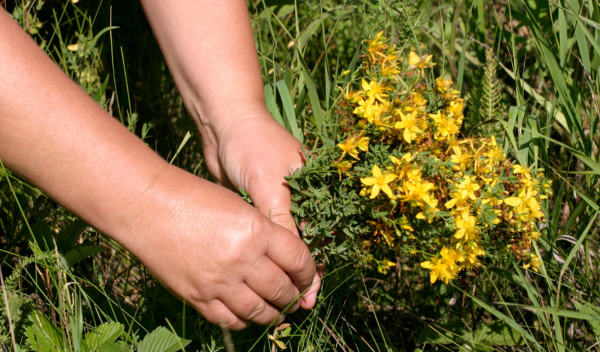 Trezalka_teckovana03