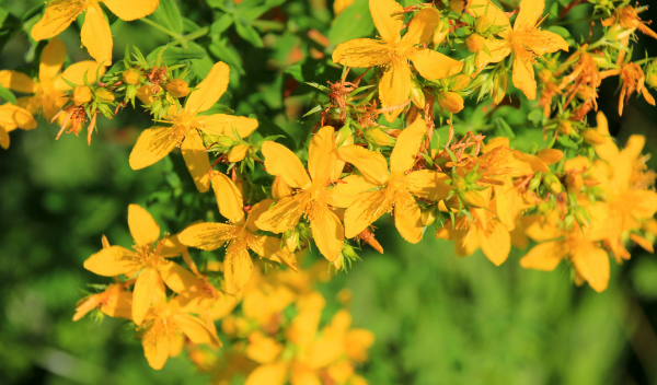 Trezalka_teckovana06