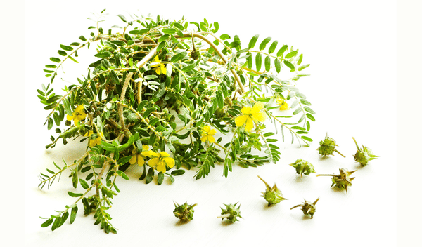 tribulus-terrestris-herbar-1