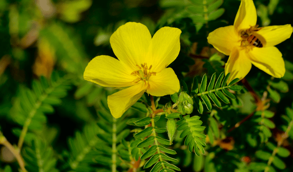 tribulus-terrestris-herbar-2