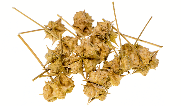 tribulus-terrestris-herbar-3